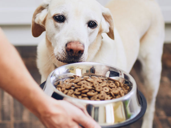 Segment Pet 800X600 Segment Pet 800X600